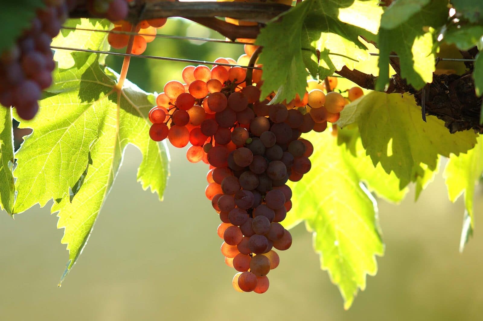Roter Veltliner Trauben
